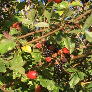 A berry bush in Charlton on Otmoor