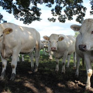 Cows in a field, in Charlton on Otmoor