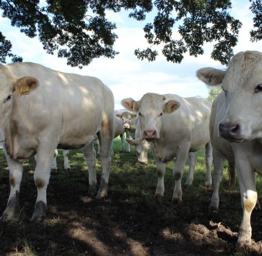Cows in a field, in Charlton on Otmoor