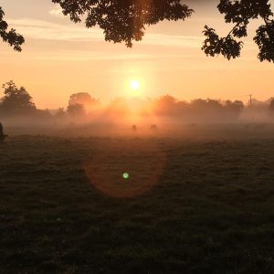 Field in Charlton on Otmoor