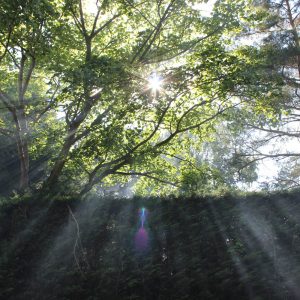 Sunny rays in Charlton on Otmoor