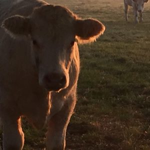 Cow in field in Charlton on Otmoor